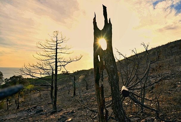 Полный ущерб от крупного лесного пожара под Новороссийском будет оценен к лету 2025 года