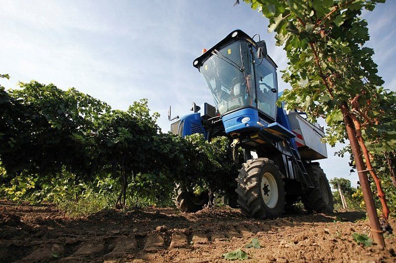 В Краснодарском крае собрано около 165 тысяч тонн винограда