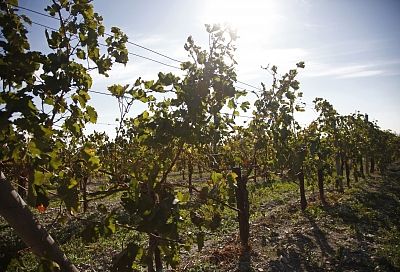 На Кубани земли для виноградников защитят от застройки