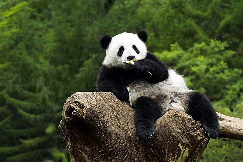 Панды в московском зоопарке не останутся без бамбука из-за коронавируса. Поможет Краснодарский край