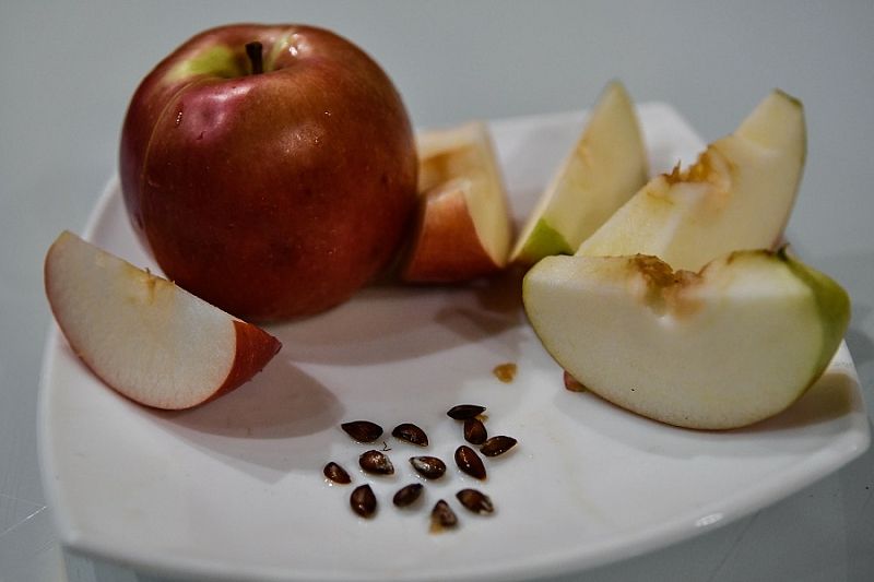 Вернут молодость и здоровье: теперь вы точно не будете выбрасывать яблочные семечки