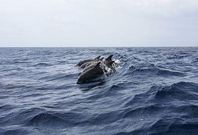 На побережье Краснодарского края за год нашли почти 350 погибших дельфинов