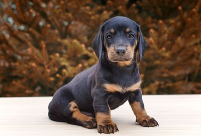 Турист оставил щенка на парковке аэропорта и улетел