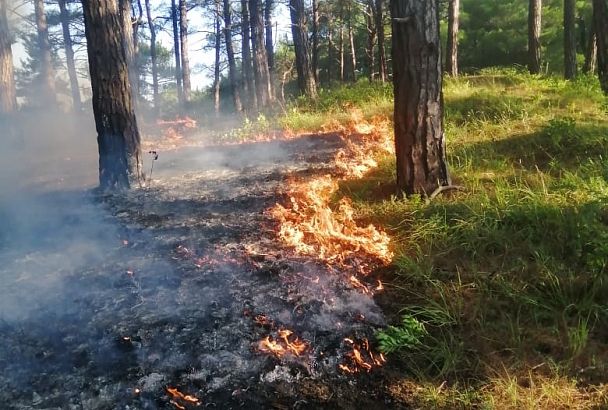 60 человек 13 часов тушили крупный лесной пожар под Геленджиком