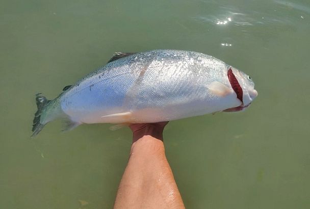 «Поглушил форель и уплыл, а я остался с рыбой»: житель Анапы опубликовал фото «подарка» от дельфина