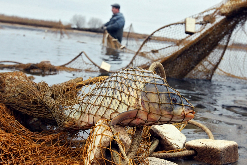 Житель Краснодарского края задержан за рыбалку на 13 тыс. рублей