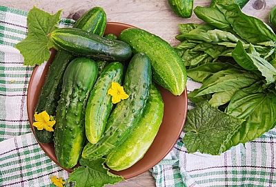 Почему плохо растут огурцы: причины неурожая и спасение — лайфхак с скорлупой