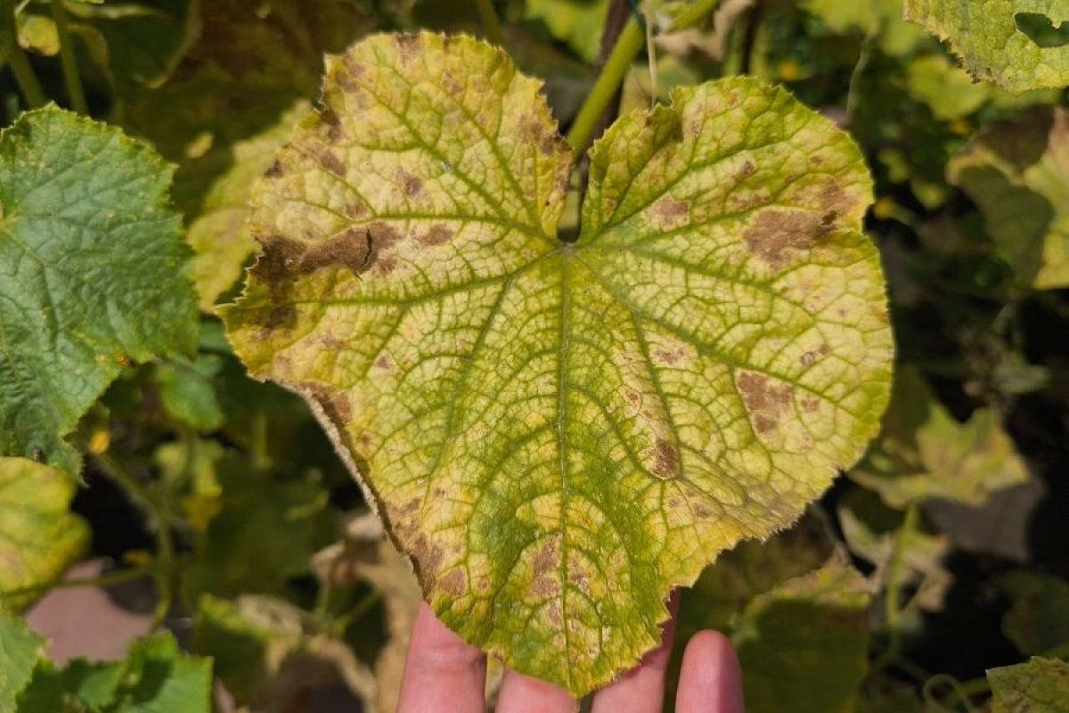 Кто на наши огурцы придет, тот там и погибнет: как нашатырный спирт избавит от паутинного клеща