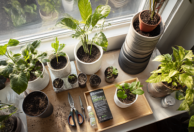 Ваши растения молчат, но они это ненавидят: привычки, которые их реально тормозят