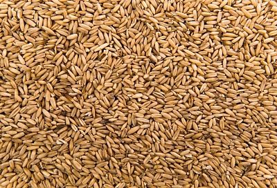 Экспорт зерна через кубанские порты упал более чем на треть в 2025 году