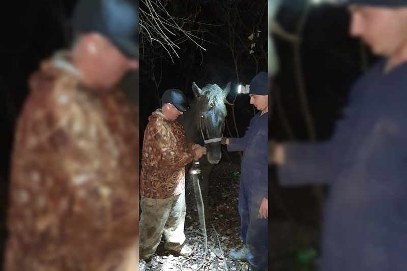 В Краснодарском крае спасатели достали из оврага застрявшую беременную лошадь