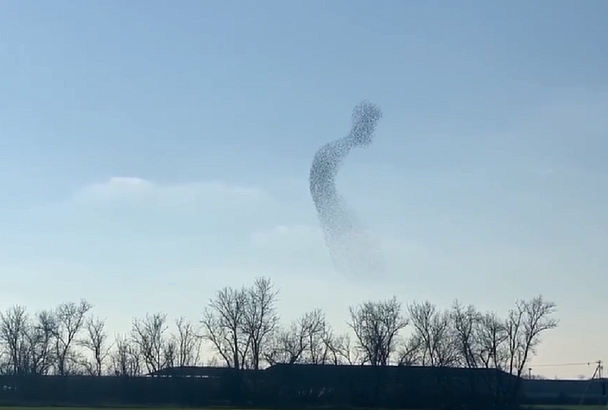 Танец тысячи птиц: мурмурацию скворцов сняли на видео в Краснодарском крае 