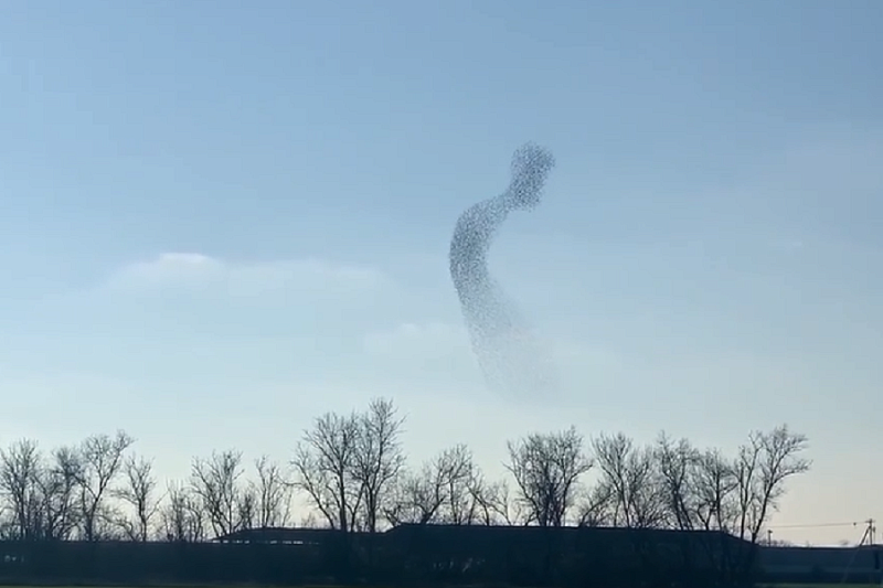 Танец тысячи птиц: мурмурацию скворцов сняли на видео в Краснодарском крае 