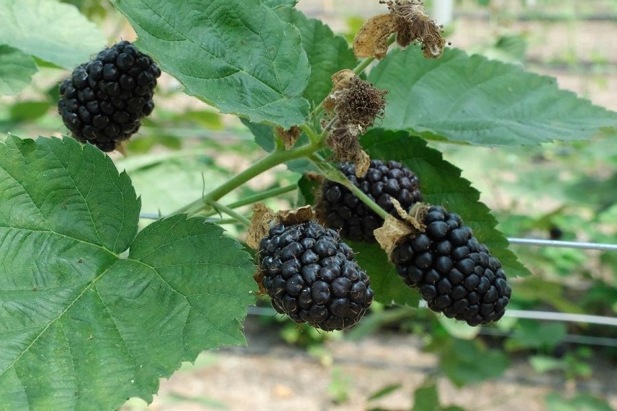 Возраст имеет значение: эксперт Роман Швец рассказал, как правильно обрезать и подвязывать молодую ежевику 