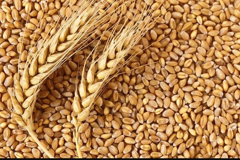 В Краснодарском крае рентабельность зерна за год повысилась на 10%