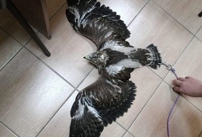 Полицейские изъяли орла у фотографа-живодера в Анапе 