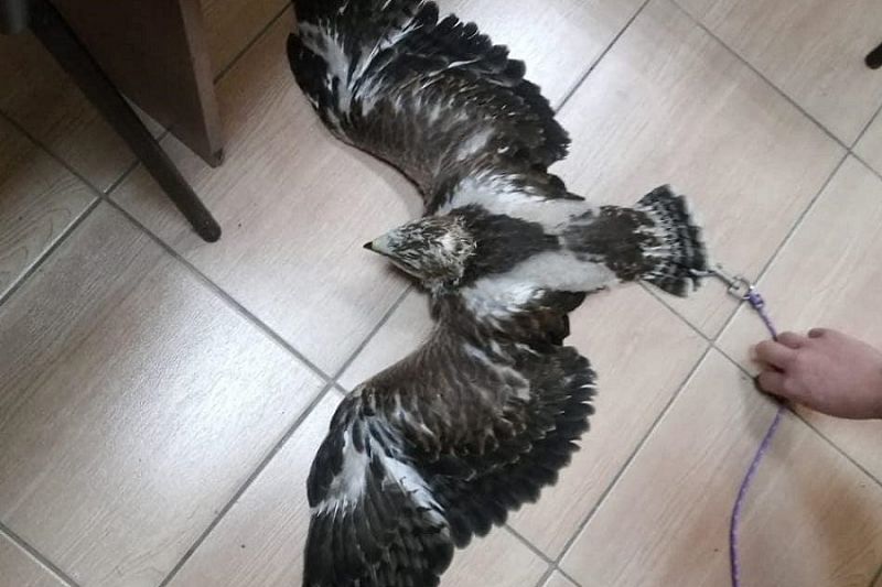 Полицейские изъяли орла у фотографа-живодера в Анапе 