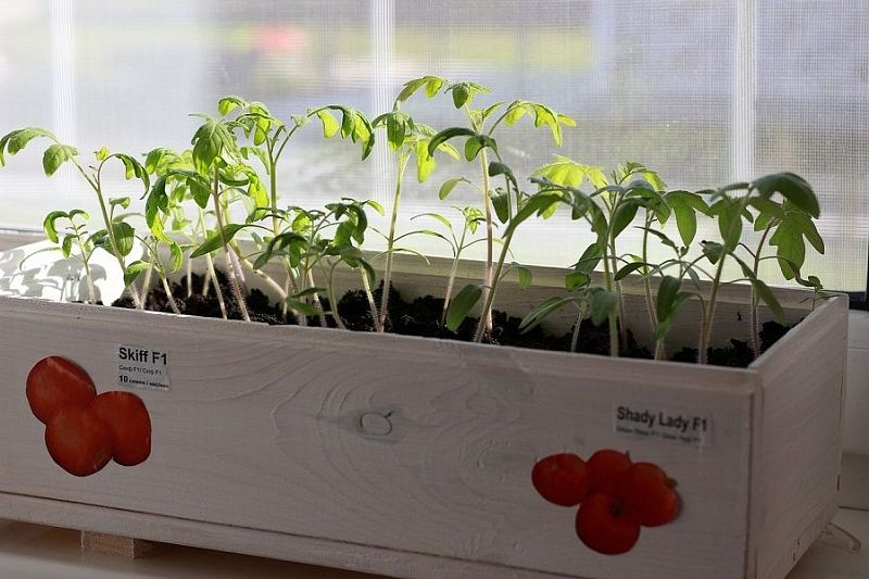 Семь овощей и трав, которые легко можно вырастить у себя на балконе