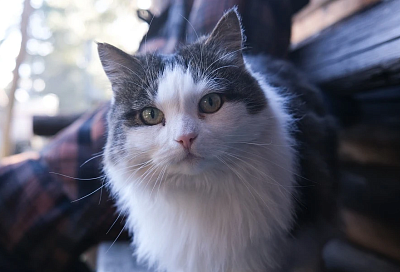 Чтобы шерстка лоснилась: какие продукты с вашего стола сделают кошку настоящей красавицей