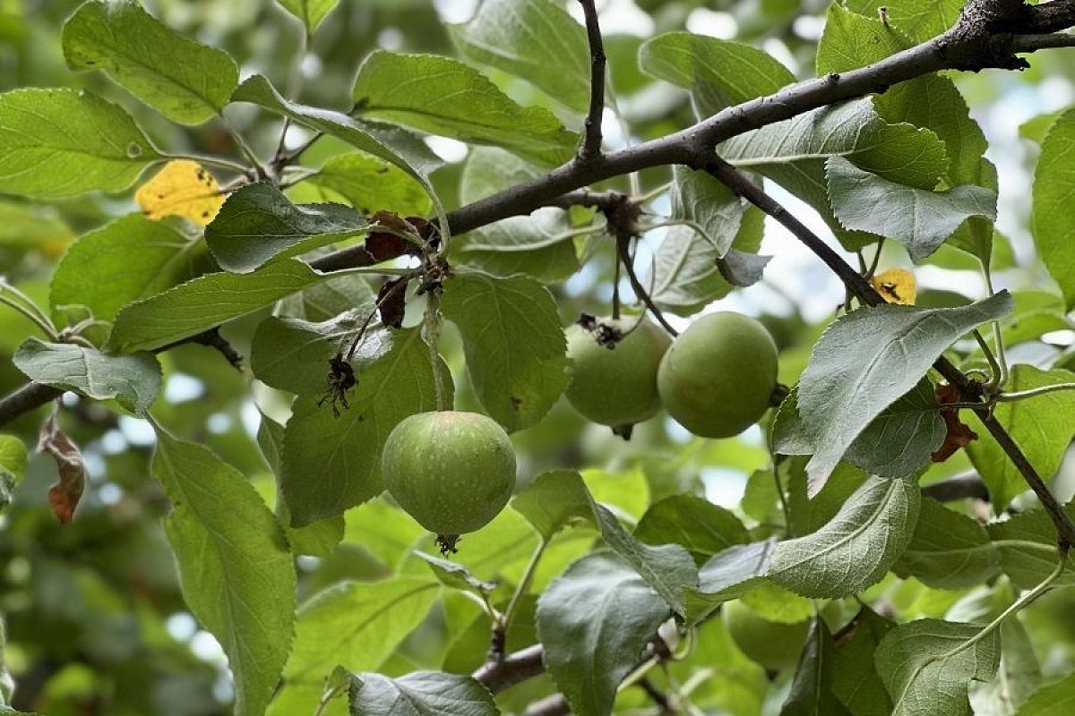 Яблони и груши в июле: эффективная обработка и подкормка для высокого урожая