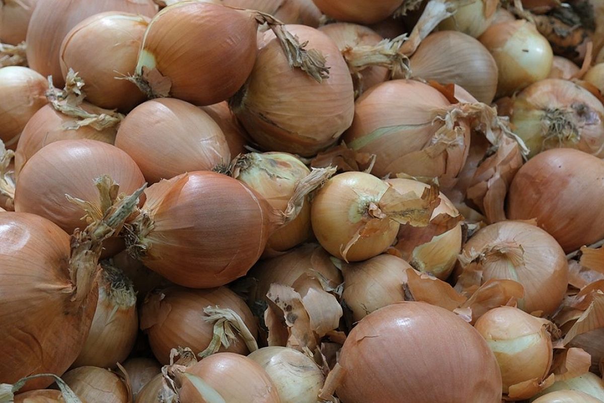 Более 700 тысяч тонн овощей ввезли в Россию через Краснодарский край из Египта, Турции и Израиля