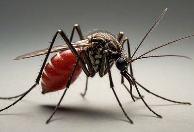 Опасные черви в глазах и лёгких: медики предупреждают о комарах-переносчиках паразитов