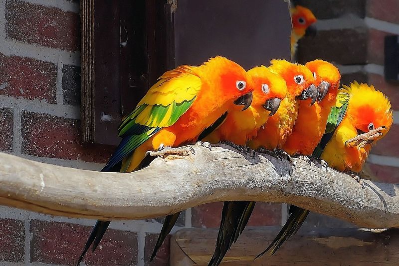 Полицейские пресекли незаконную перевозку 19 попугаев редких видов 