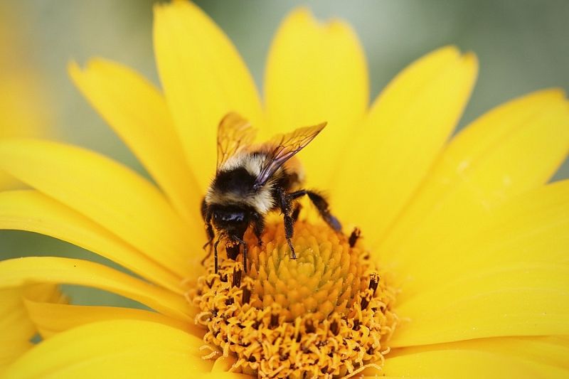 Не жужжи: как действовать при укусе пчелы