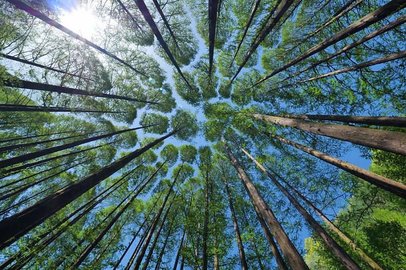 Дышите глубже: лесной воздух полезен для вашего здоровья