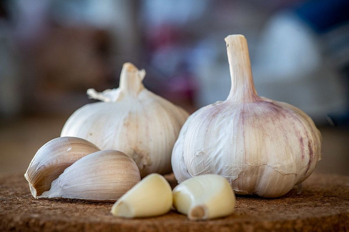 Почему гниет чеснок на грядке летом: основные причины и меры для сохранения урожая 