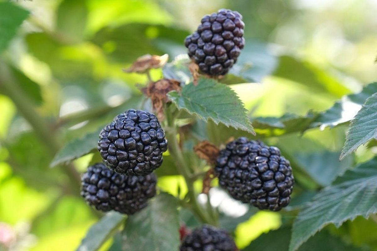 3 препарата против всех проблем: эксперт Роман Швец рассказал, чем обработать ежевику и малину после цветения