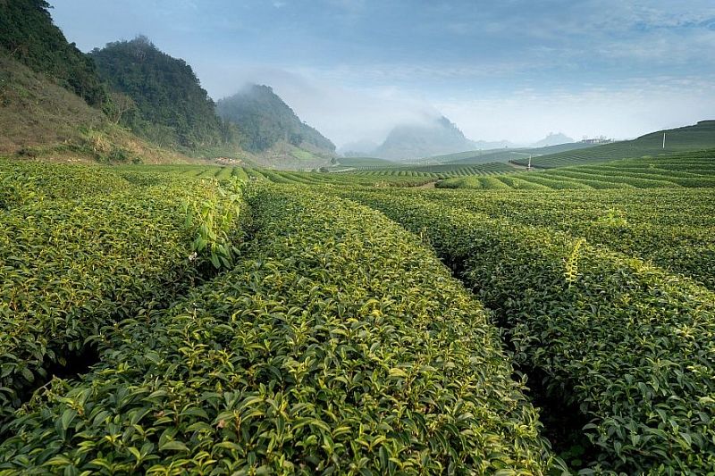 Урожай чая в Краснодарском крае вырос на 17%