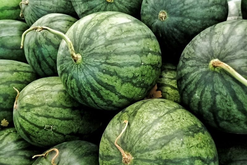 Российские ученые научились выращивать гигантские арбузы со вкусом манго