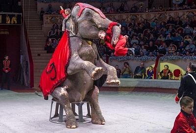 В Краснодарском цирке проходят гастроли международного шоу «Планета слонов»