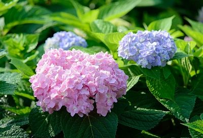 Гортензия возвышается шапками: 1 простая обрезка на 2 почки – куст меняется за сезон