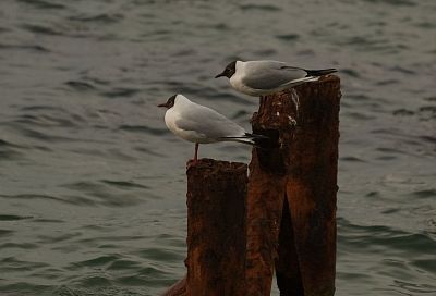 ПВО уничтожила 25 беспилотников ВСУ над регионами России и Черным морем