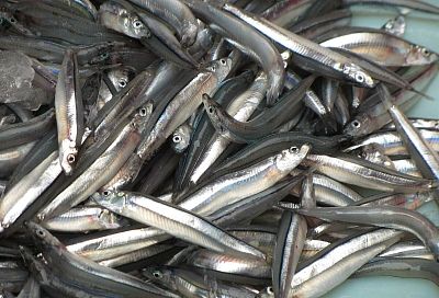 Самый быстрый рецепт засолки хамсы или другой мелкой рыбки. Рецепт, который использовала еще моя бабушка