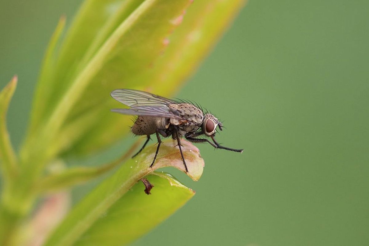 Чем обработать от луковой мухи: зола, табак, перец – ваш экощит для урожая