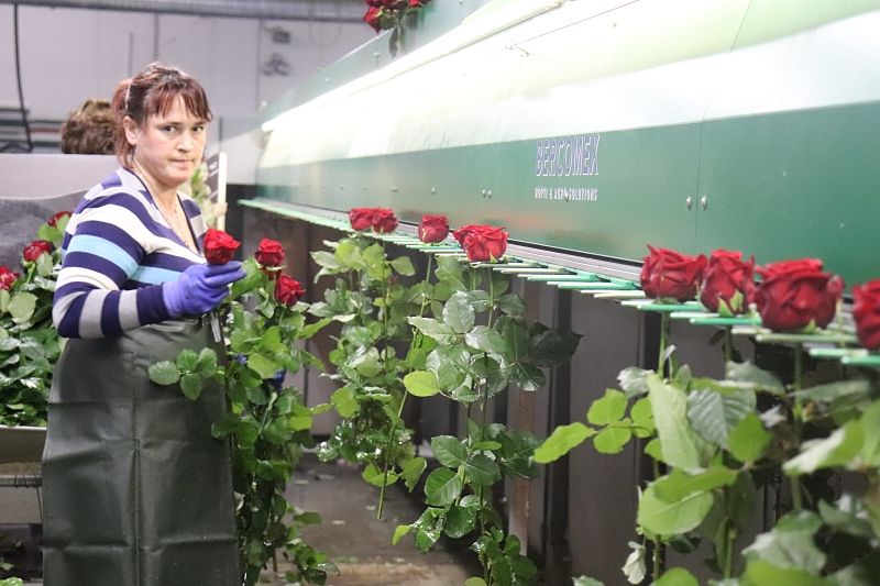 Сортировщица роз Елена Сорокина за работой по классификации цветов сорта Ред Наоми.