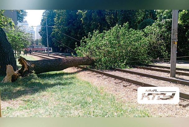 В Краснодаре дерево рухнуло на трамвайные пути. Приостановлено движение ряда трамваев