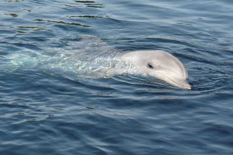 Редкого дельфина-альбиноса заметили у берегов курорта