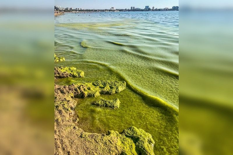 Ученый объяснил, из-за чего позеленело море в Анапе