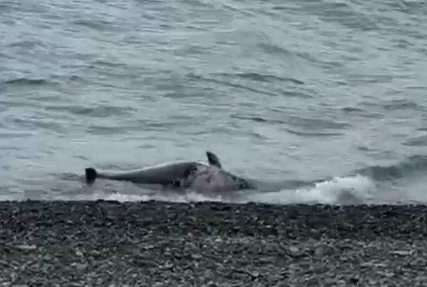 Шесть мертвых дельфинов обнаружили на пляже в Сочи. Что случилось