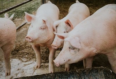 На Кубани сократилось поголовье свиней и производство мяса