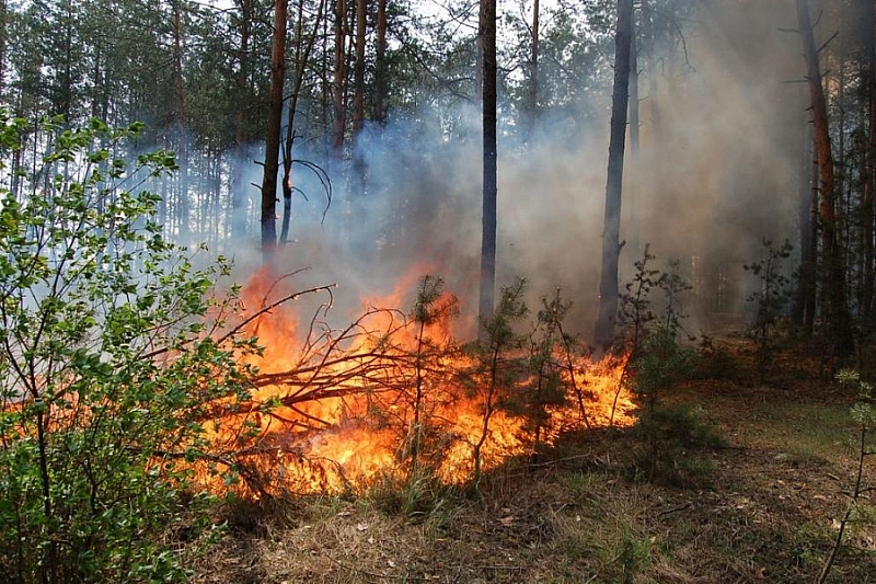 Более 300 человек задействовано в тушении лесных пожаров в Краснодарском крае