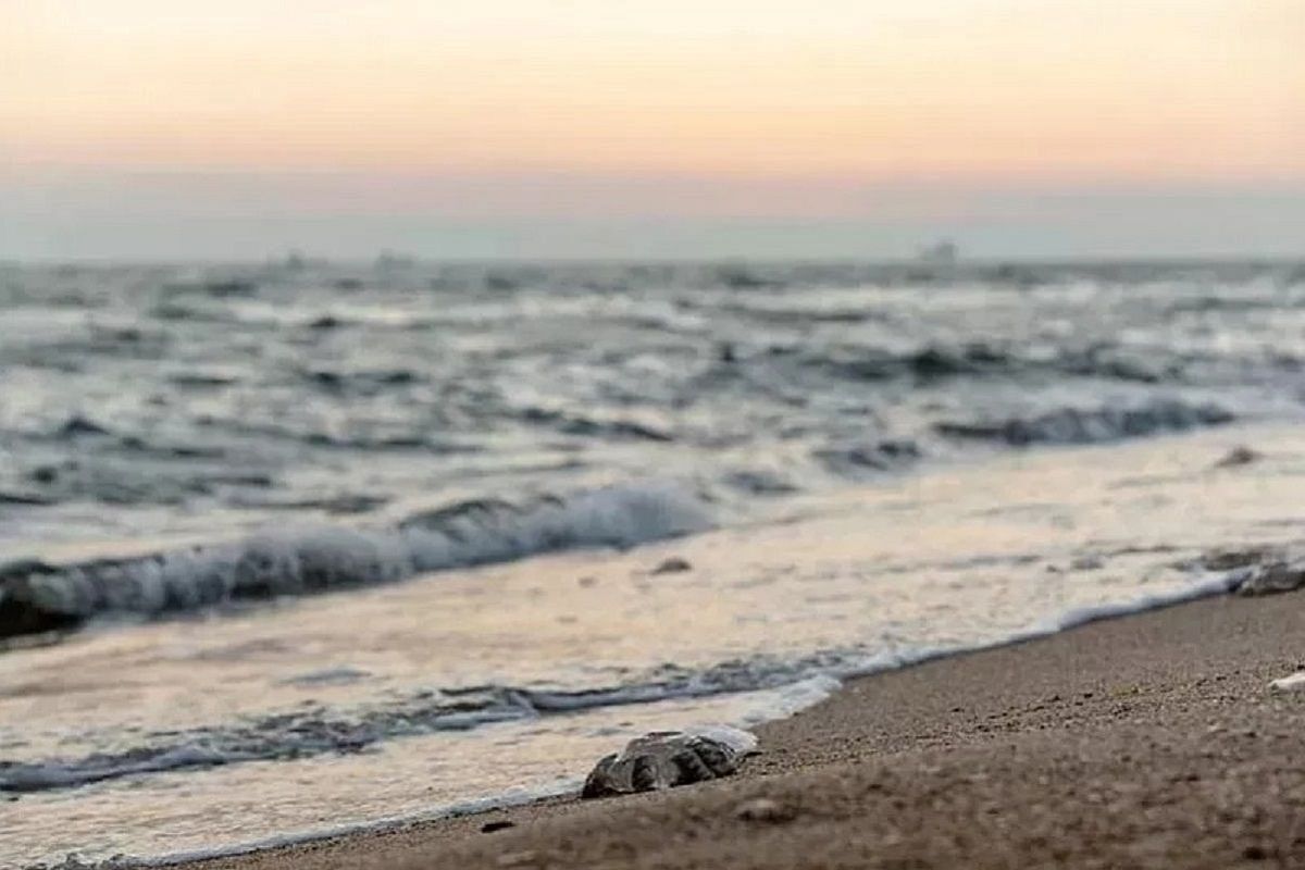 До +18 градусов прогрелась вода в Азовском море у берегов Краснодарского края