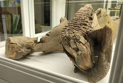 Зубы динозавров, древние рыбы и редкие минералы: под Геленджиком открылся новый музей