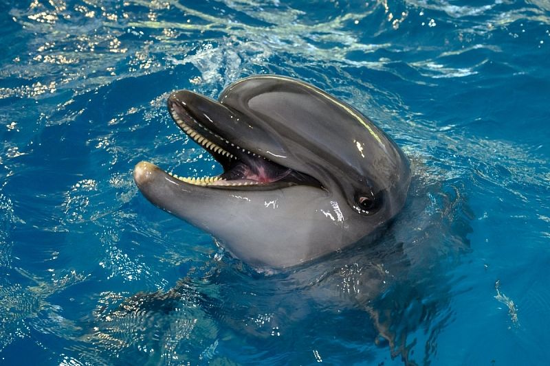 Эксперты назвали причину роста числа погибших дельфинов у побережья Краснодарского края