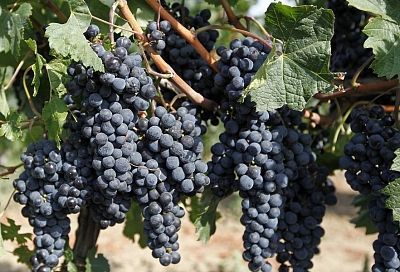 Омолаживаем кусты винограда: не корчевать, а дать вторую жизнь