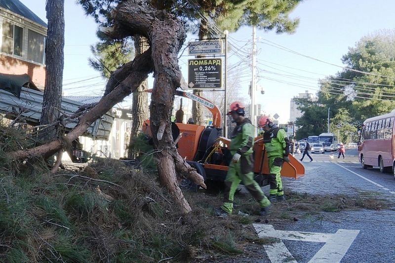 Поваленные ветром деревья в Анапе отдадут жителям